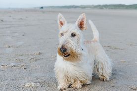 Ferienhaus Dänemark mit Hund